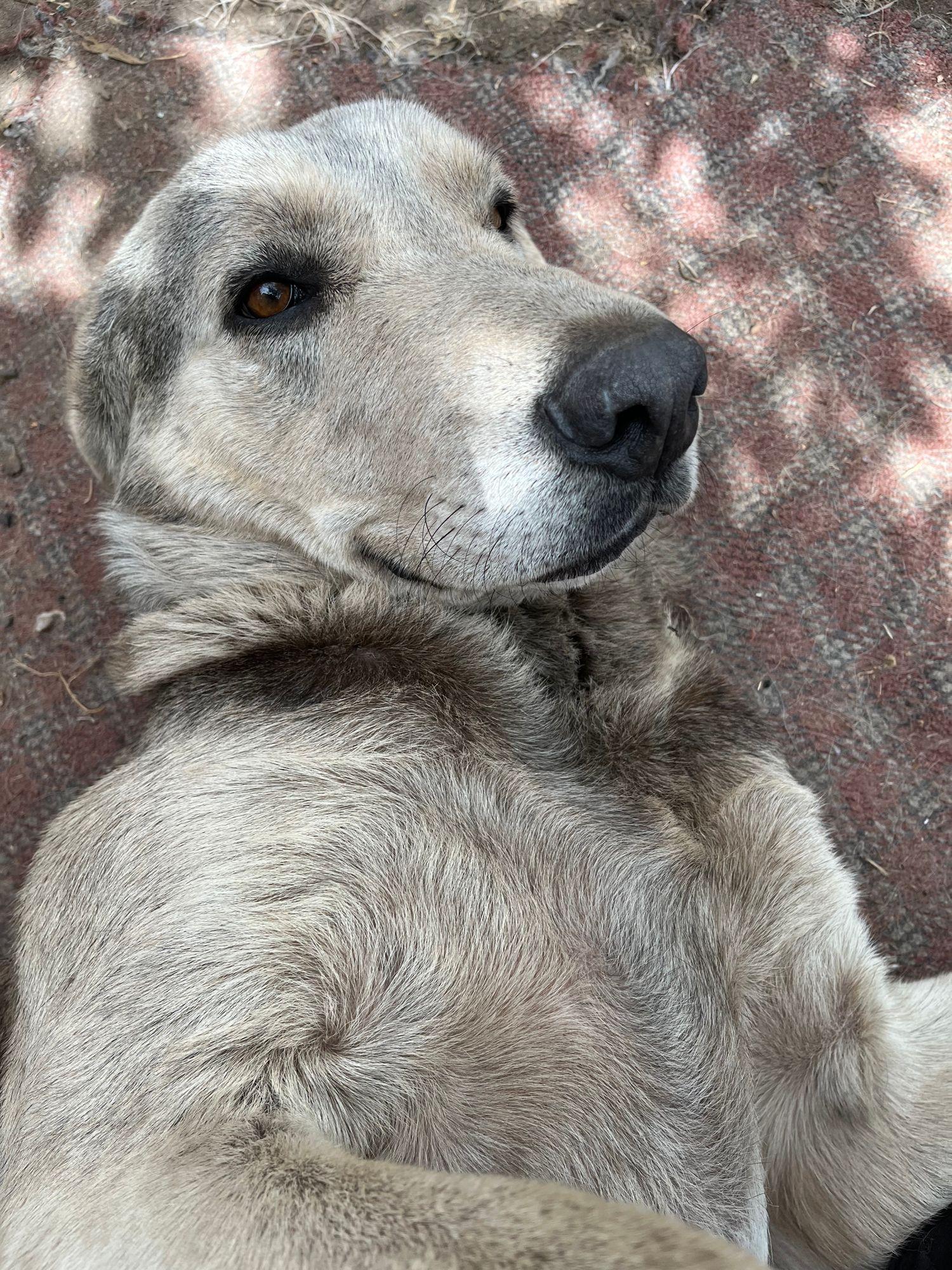 Perro rescatado mirando a la cámara