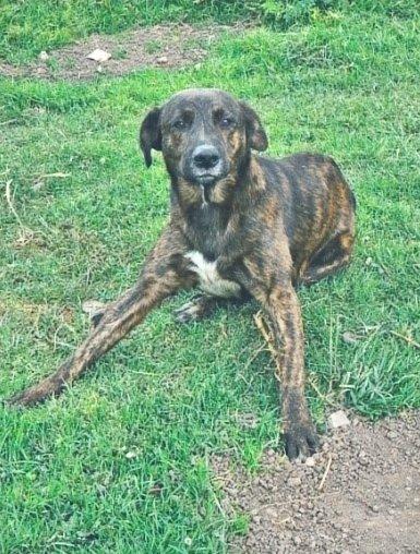 Perro atigrado echado en el pasto