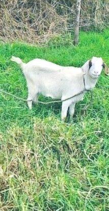 Cabra blanca en el refugio