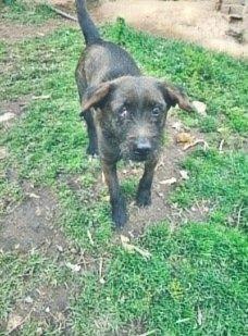 Cachorro negro caminando en el pasto