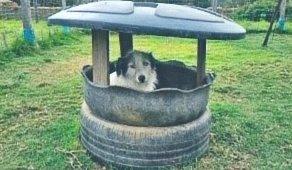Perro descansando en su casita del refugio