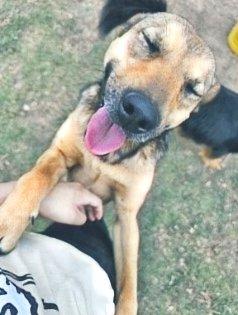 Perro feliz sacando la lengua