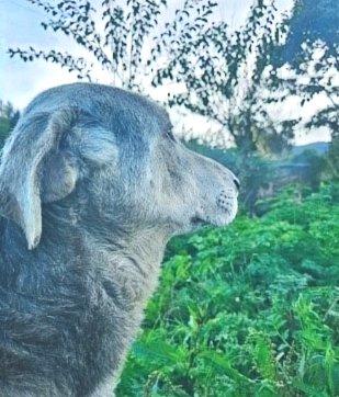 Perro gris de perfil