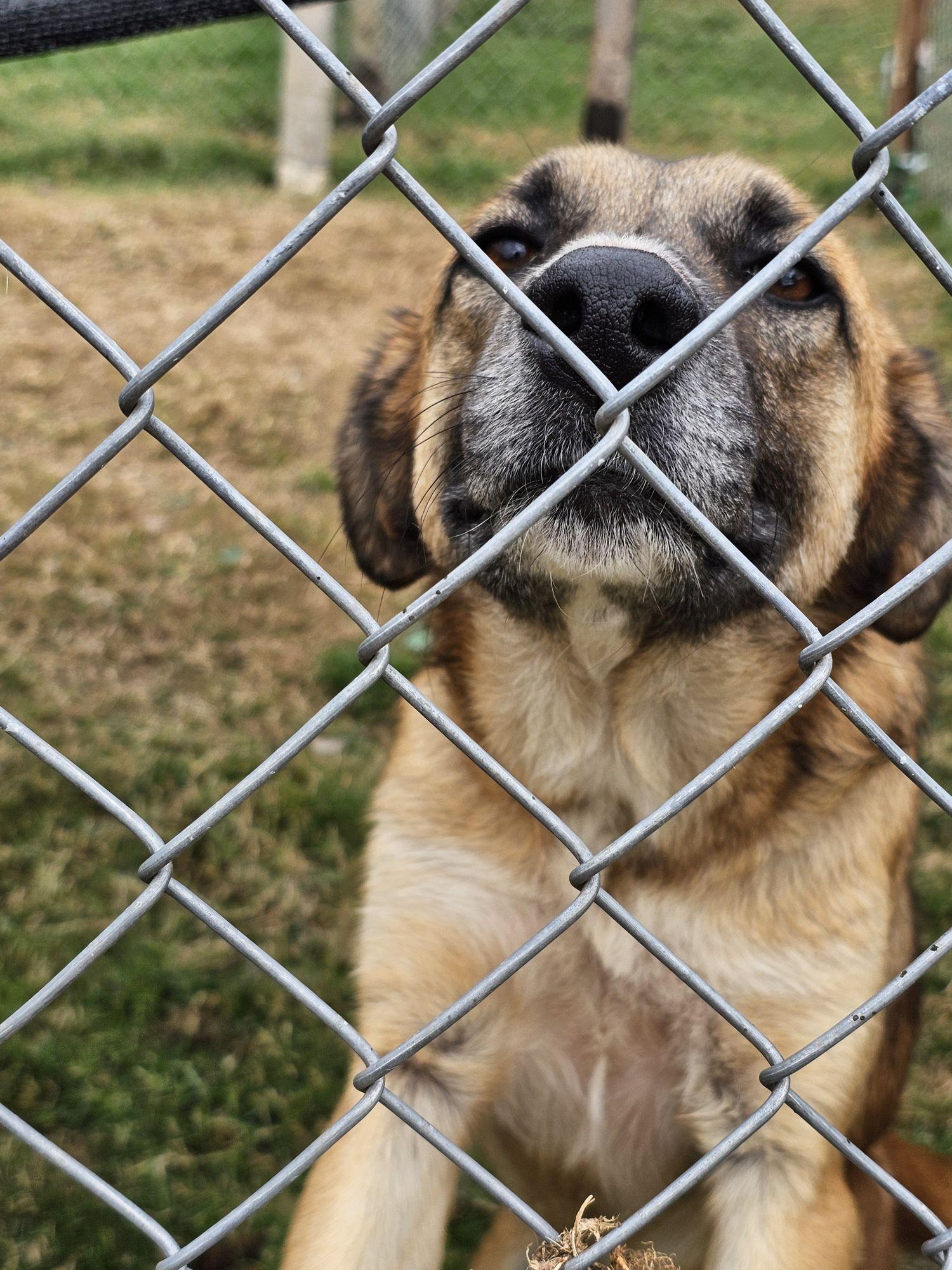 Perro rescatado detrás de la malla del refugio