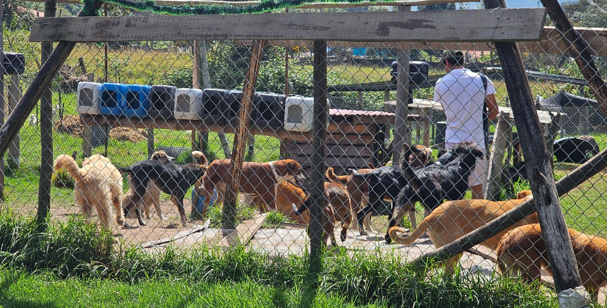 Perros rescatados en el refugio de Help Pets